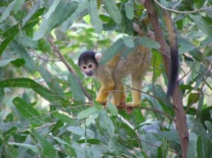 Monkey in Amazon tour