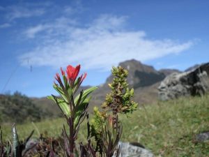 Hiking Cajas National Park