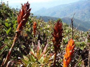 Podocarpus trek Ecuador rondreis