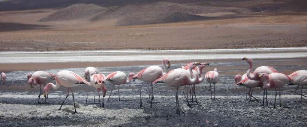 Flamingos in Salar de Uyuni Tour