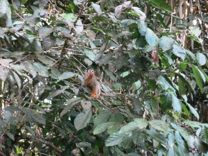 Squirrel monkeys in the Amazon