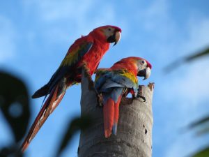 Amazon Tour macaws