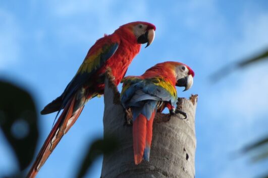 Amazon Tour macaws