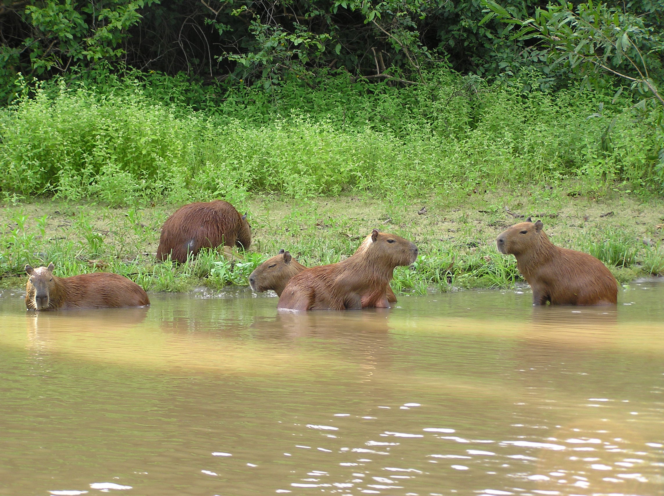 Capybaras in de Amazone