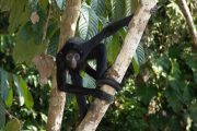 Spider Monkey in the Amazon