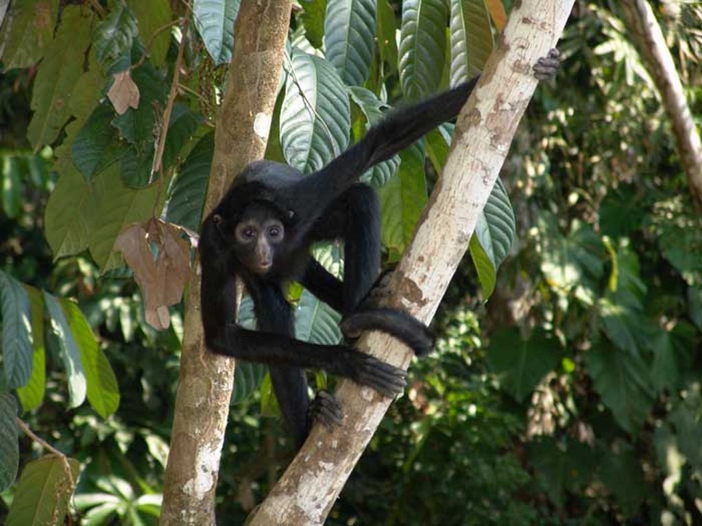 Slingeraap in de Amazone