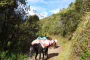 Horses on the Salkantay Trek