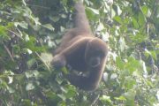 Wooler monkey Cuyabeno Tour