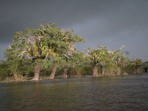 Laguna Grande roeien Cuyabeno tours