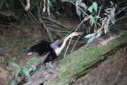 Reiger Cuyabeno tour roeien