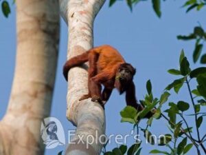 Red Howler Monkey Explorers inn Peru