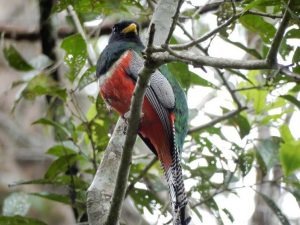 Cuyabeno Amazon tours bird