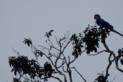 Macaw Cuyabeno Amazon tour