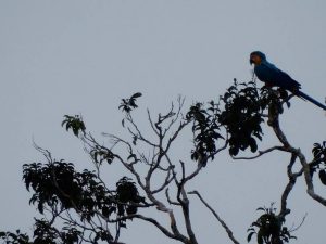 Macaw Cuyabeno Amazon tour