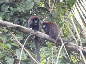 Tamarin monkeys Siona Amazon Lodge Ecuador