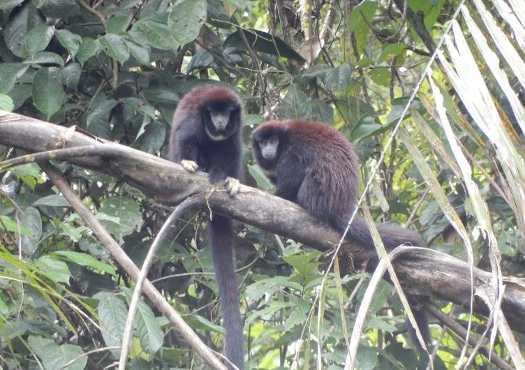 Tamarin monkeys Siona Amazon Lodge Ecuador