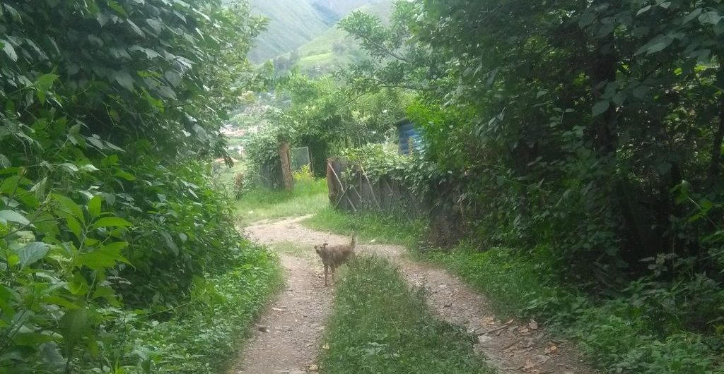 Geen RIG en rabiës vaccinatie behandelingen in Ecuador