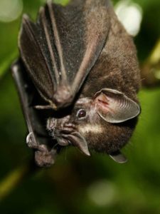 Bat in Amazon Ecuador