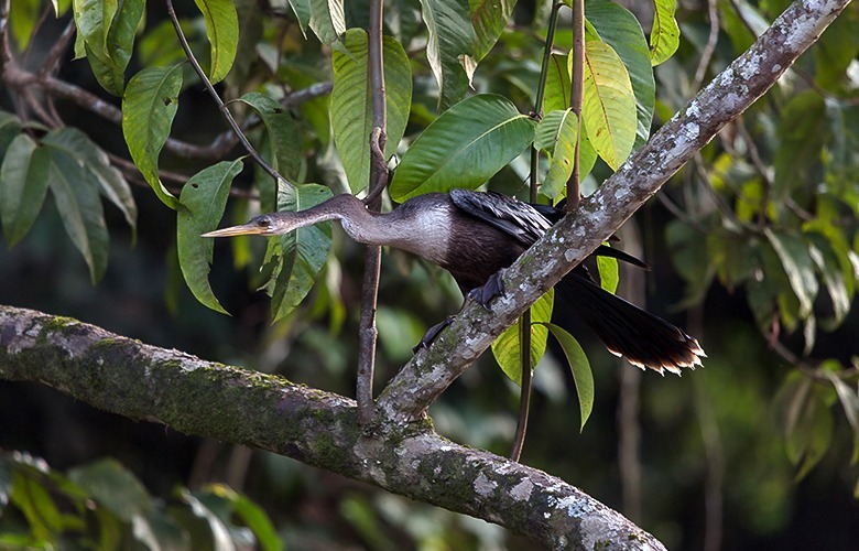 bird in Yasuni Amazon reserve
