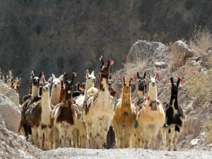 Lamas Cotahuasi kloof cultuur Peru