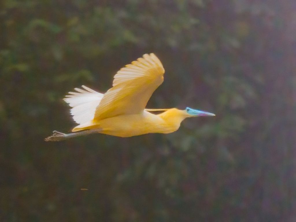 vliegende witte reiger Yasuni