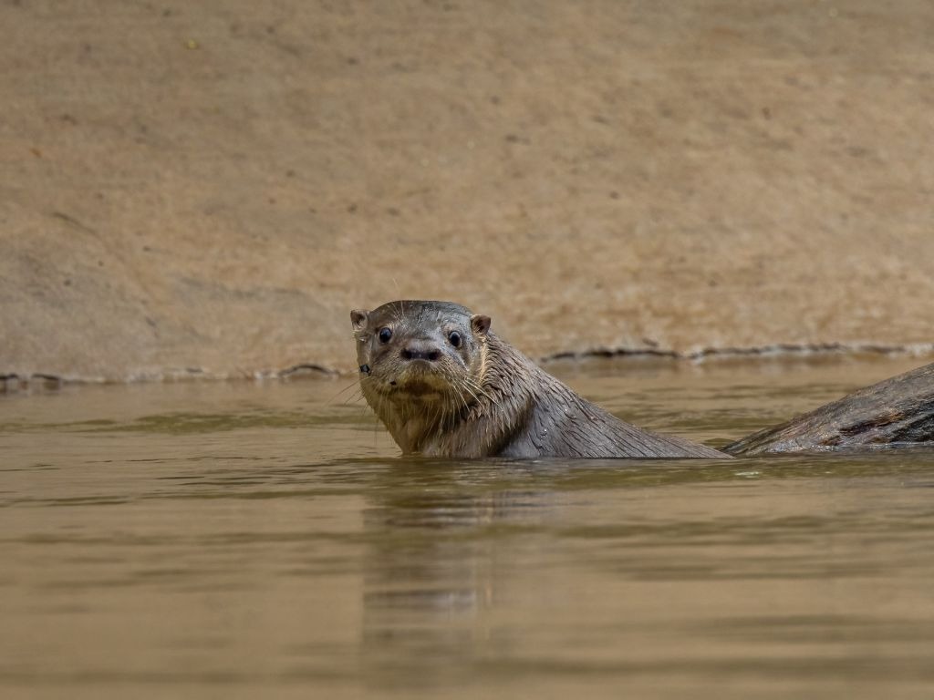 Otter Yasuni Amazon Ecuador tour