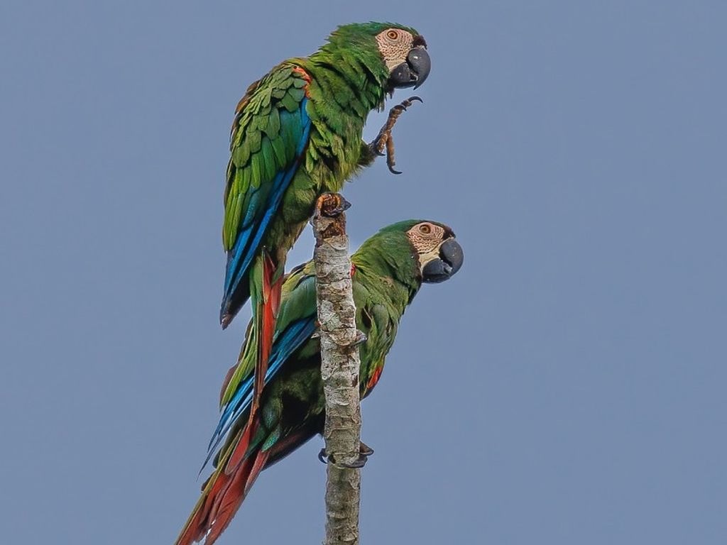 groene papagaaien in Amazone Yasuni