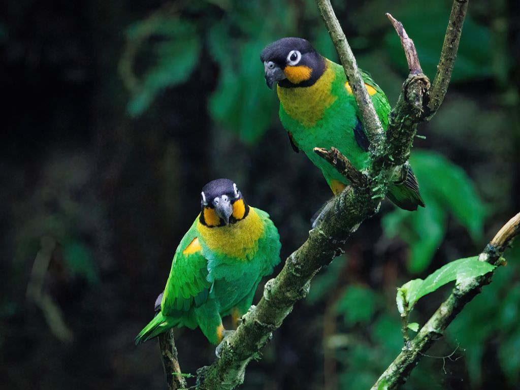 Black Head Parrots in Yasuni Ecuador