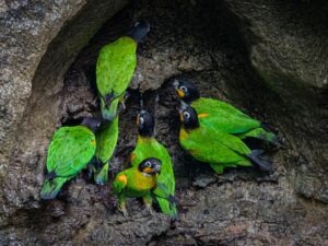 Parrot clay lick Yasuni Amazon tour
