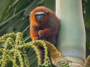 Red wooler monkey Yasuni Amazon tour