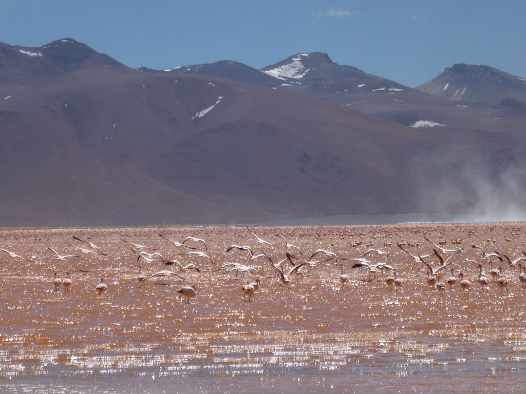 Flamingos Salar de Uyuni tour Bolivia