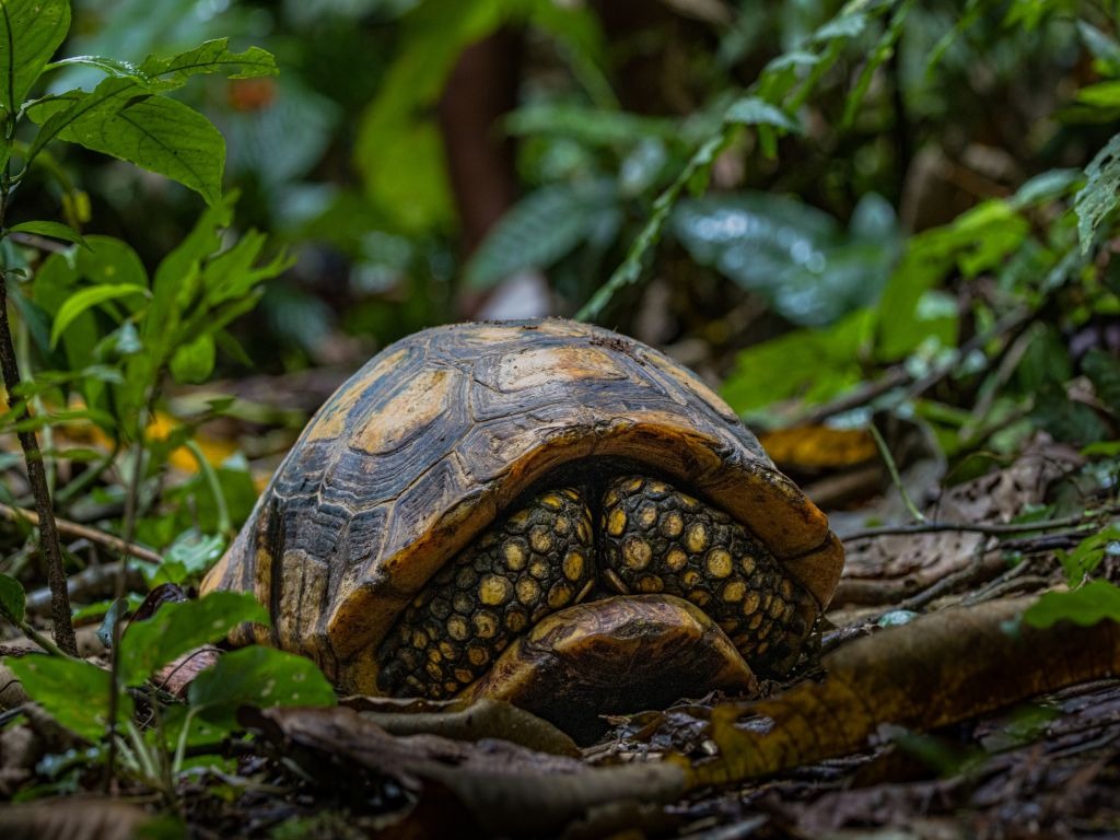 Landschildpad in Yasuni Amazone