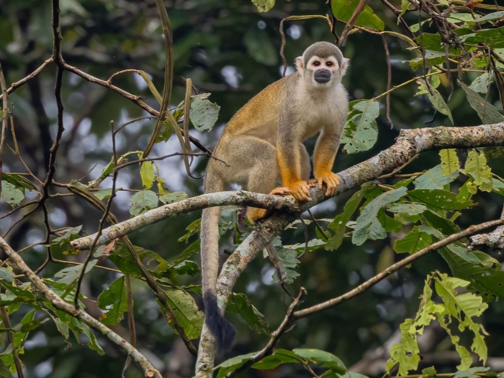 Squirrel monkey in Yasuni Amazon