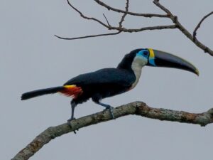 Toucan in Yasuni Amazon Ecuador tour