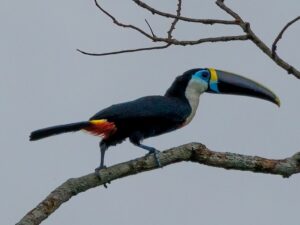 Toucan in Yasuni Amazon Ecuador tour