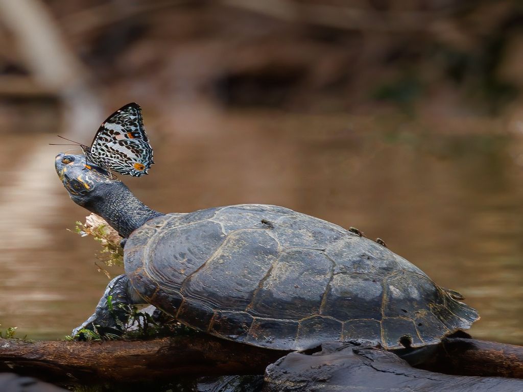 schildpad Amazone Yasuni Ecuador