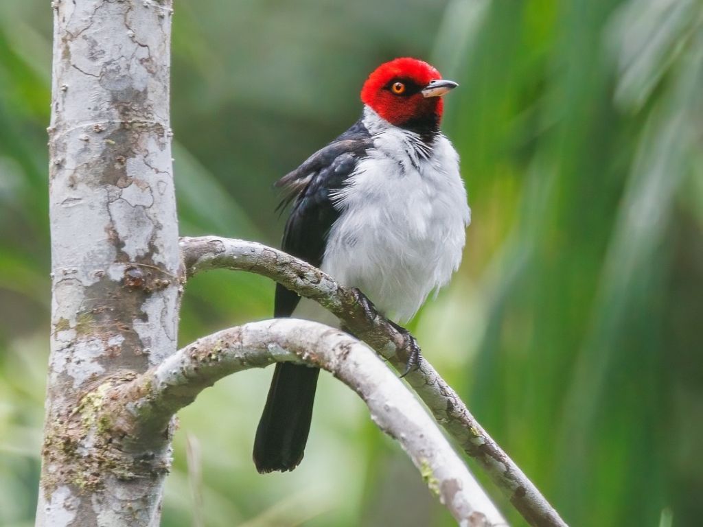 vogel spotten Yasuni Amazone Ecuador