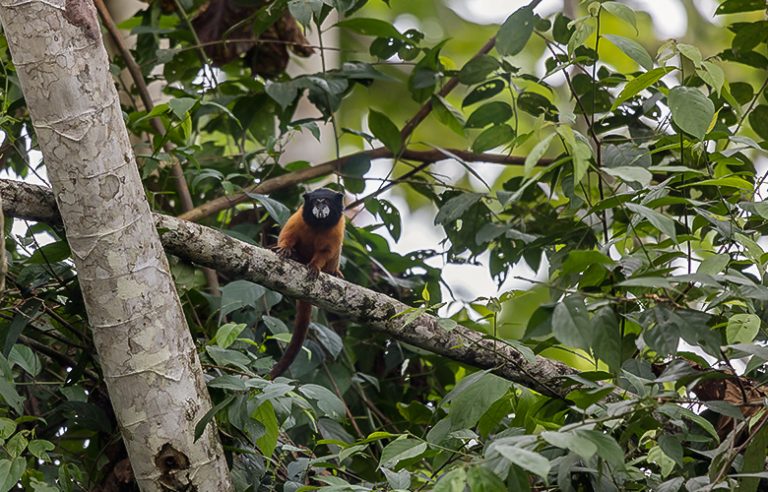 Tamarin monkey Amazon Ecuador