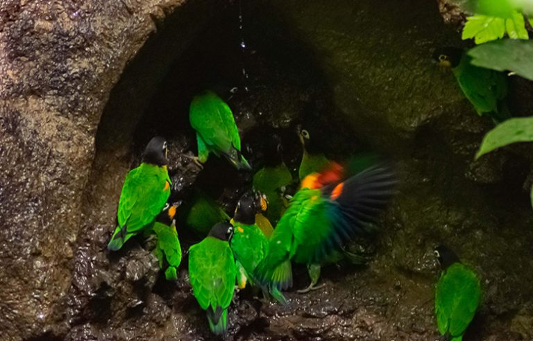 papagaaien klei-lik Yasuni Amazone tour
