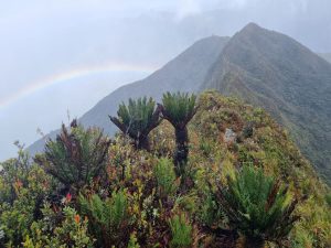 Podocarpus hiking Ecuador