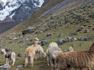 Alpacas on the Ausangate Trek Peru