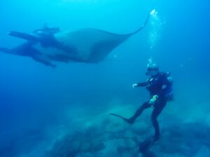 Diving with Manta Rays in Ecuador