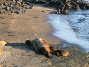 Sea lion on Galapagos Islands tour