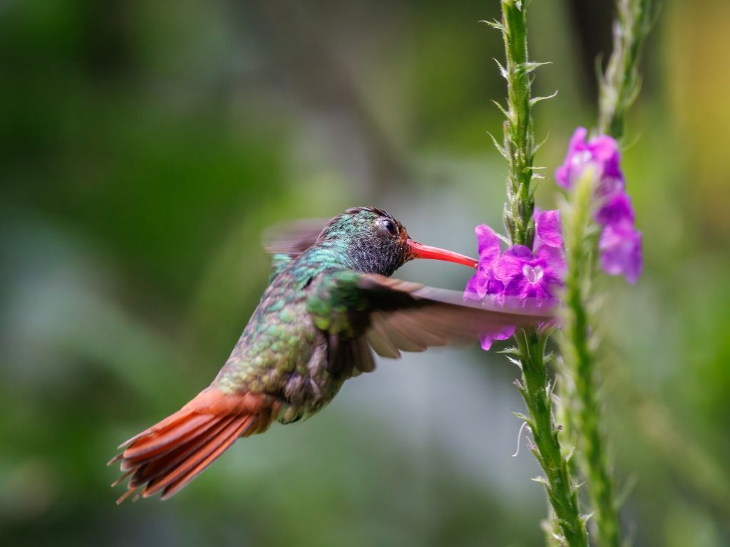 Bird watching in Ecuador hummingbird view